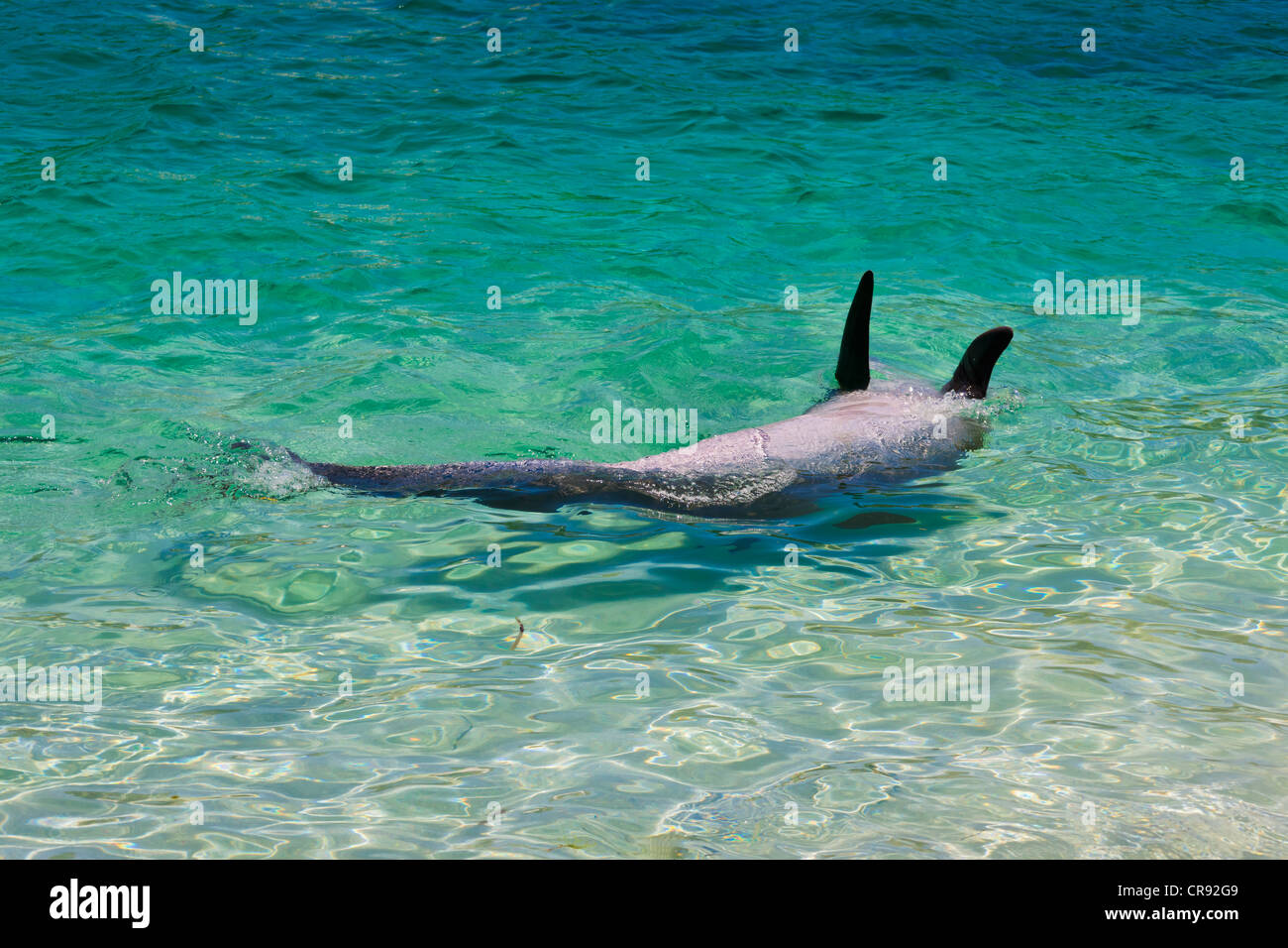 Dolphin nell'oceano, ventre, Roatan Island, Honduras Foto Stock