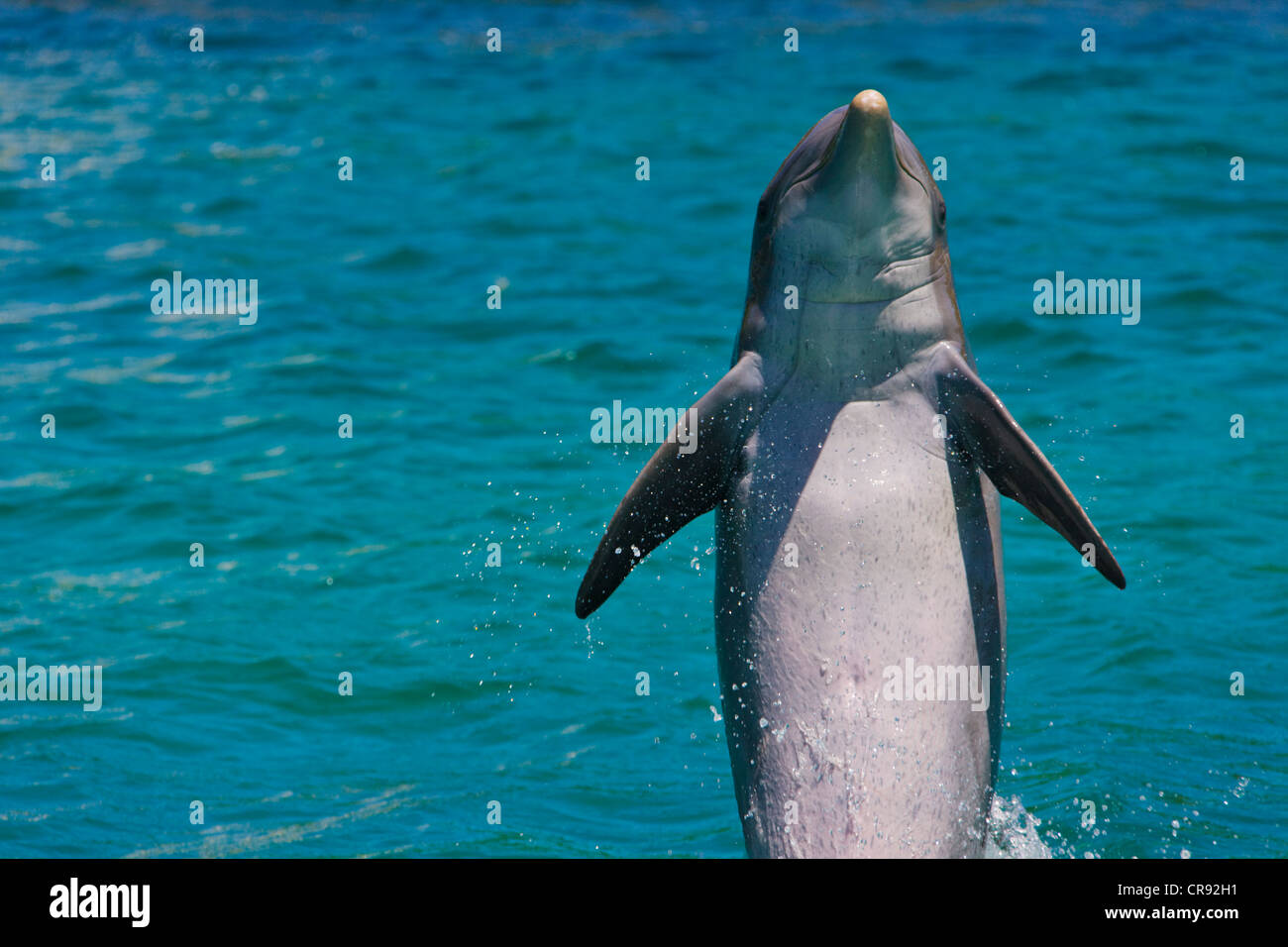 Dolphin stainding sopra l'acqua, Roatan Island, Honduras Foto Stock