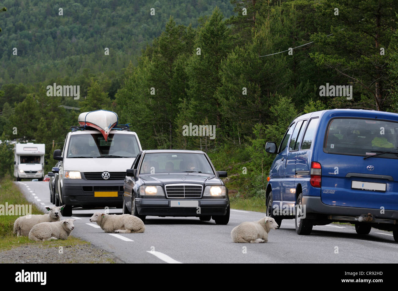 Pecore giacente su una strada di campagna in Norvegia, Scandinavia, Europa Foto Stock