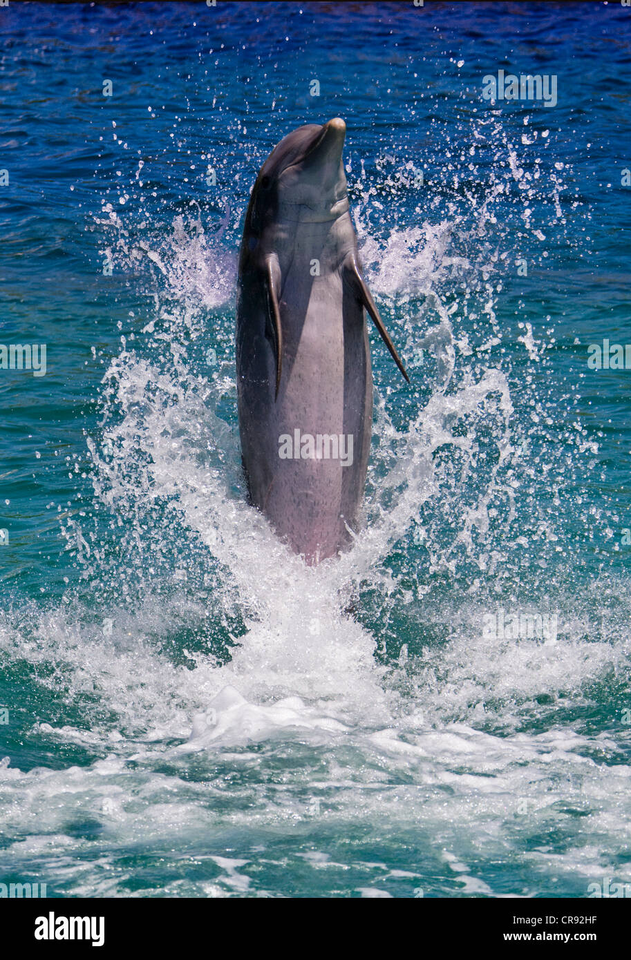 Dolphin in piedi sopra l'acqua, Roatan Island, Honduras Foto Stock