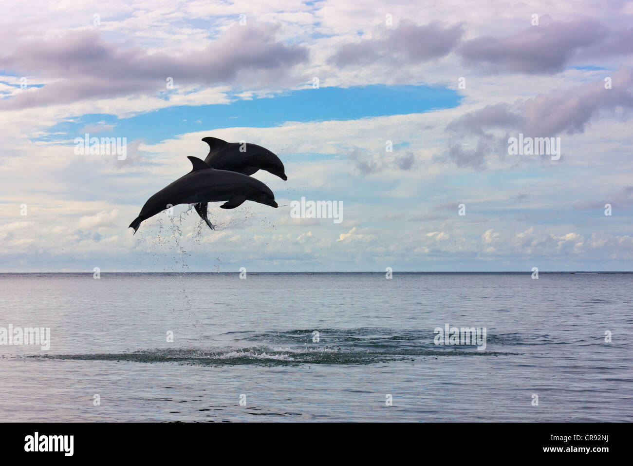 I delfini saltando da mare, Roatan Island, Honduras Foto Stock