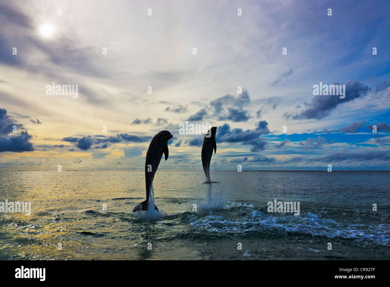 I delfini jumping, Roatan Island, Honduras Foto Stock