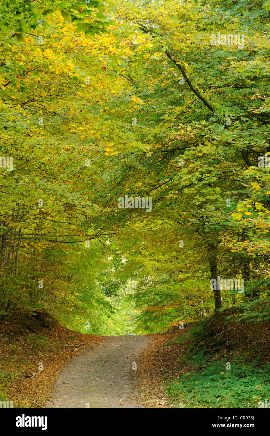 Storica strada acciottolata della Nationalpark Jasmund national park, Ruegen isola, Meclemburgo-Pomerania Occidentale Foto Stock
