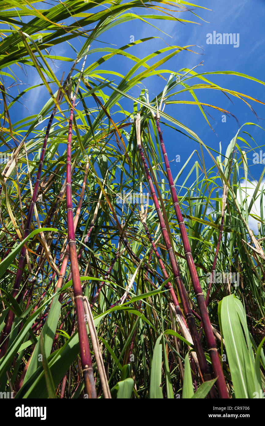 La canna da zucchero (Saccharum officinarum), piantagione di canna da zucchero, Australia Foto Stock