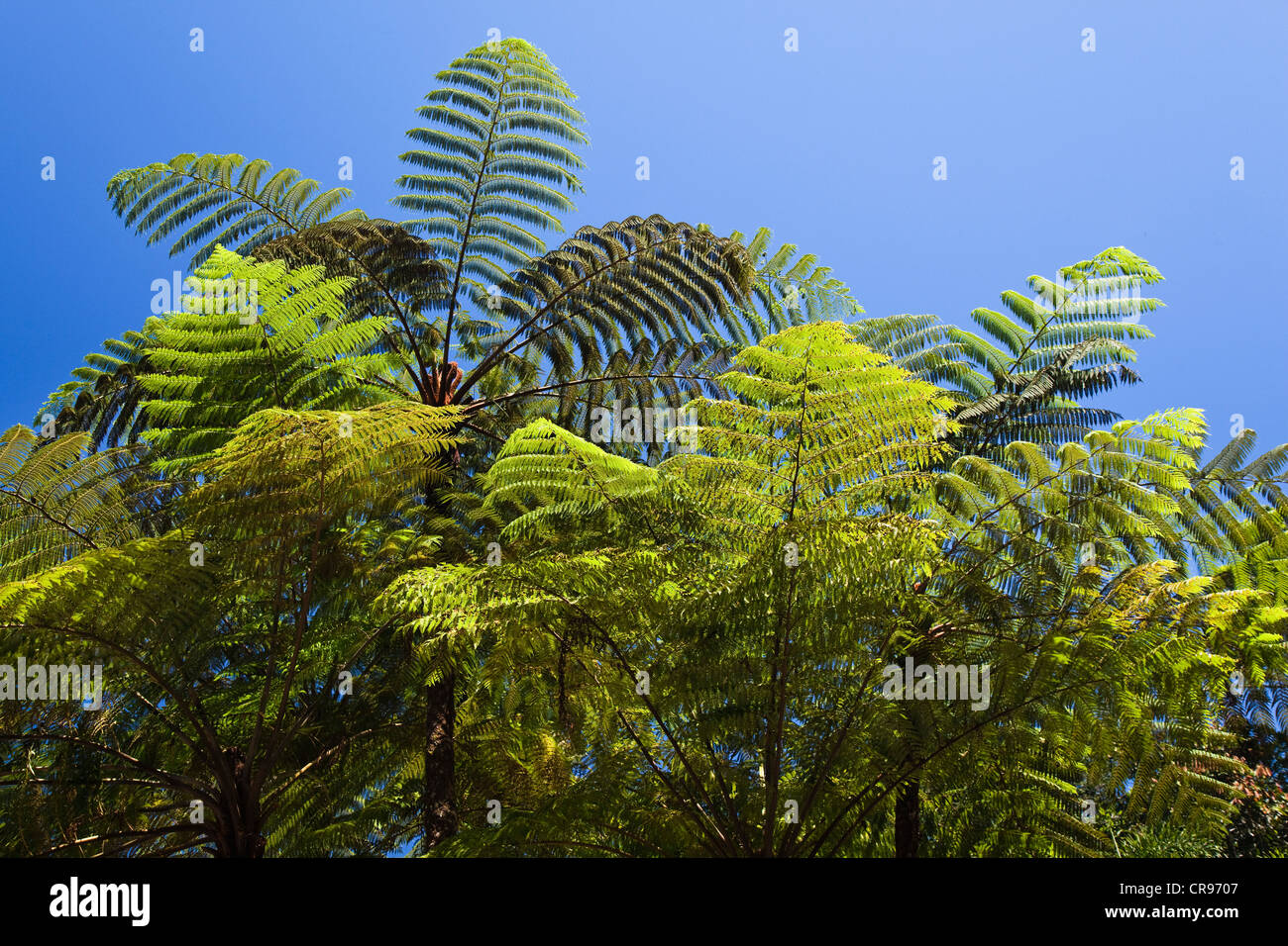 Felci arboree (Cyathea spec.), foresta pluviale, altopiano di Atherton, Queensland, Australia Foto Stock