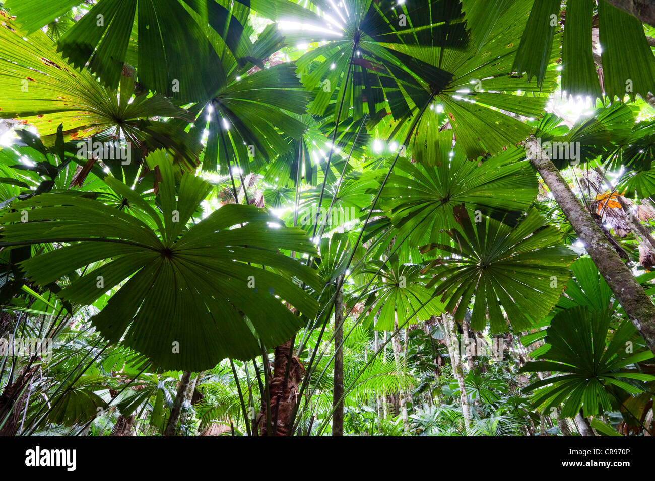 Ventola australiano Palms (Licuala ramsayi) nella foresta pluviale, Parco Nazionale Daintree, Queensland del Nord, Australia Foto Stock