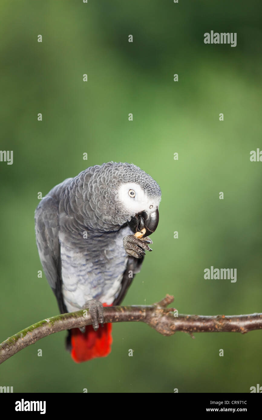 Pappagallo grigio africano (Psittacus erithacus), Africa Foto Stock