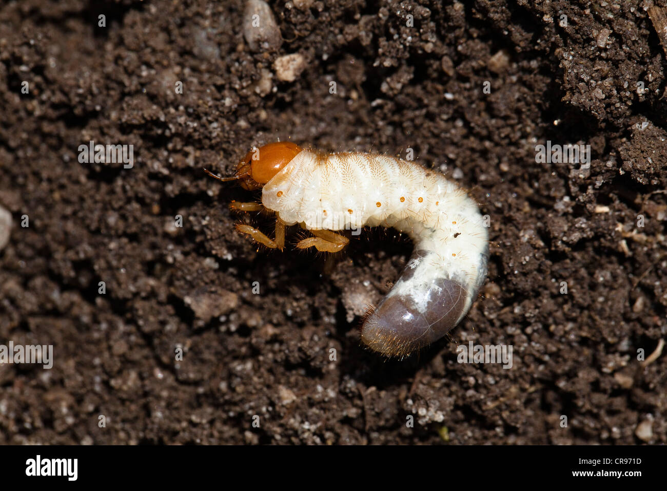 Cockchafer grub, Europeo giugno beetle (Amphimallon solstitialis), in Baviera, Germania, Europa Foto Stock