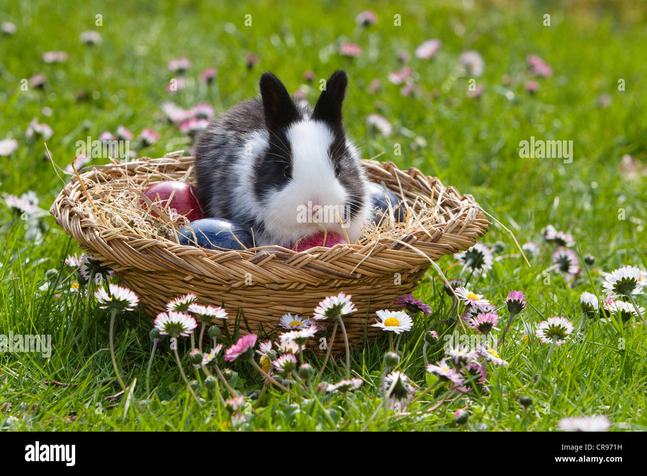 Coniglio europeo (oryctolagus cuniculus) seduto in un cesto di Pasqua su un prato di fiori, Baviera, Germania, Europa Foto Stock