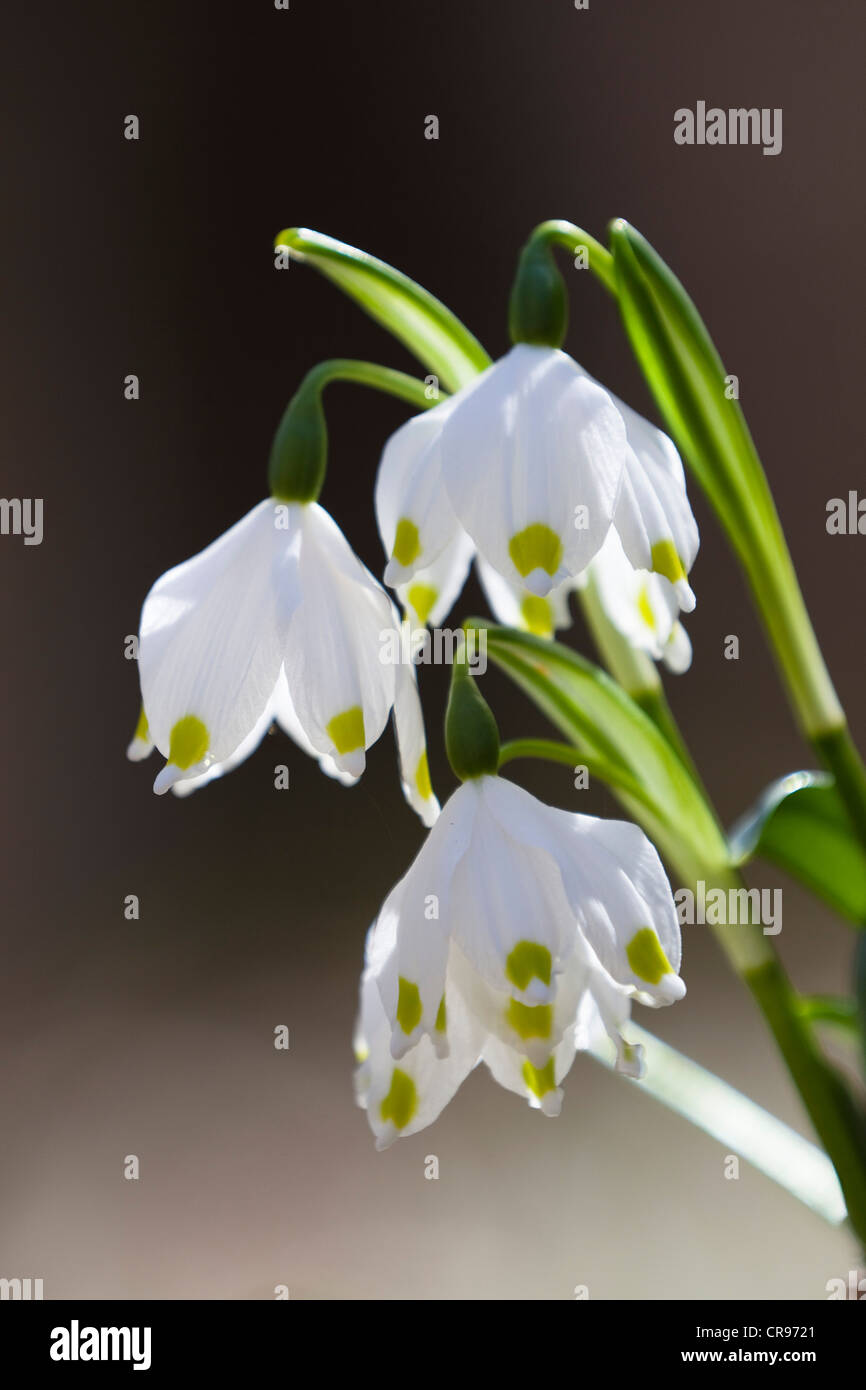 Fiocchi di neve di primavera (Leucojum vernum), Alta Baviera, Germania, Europa Foto Stock