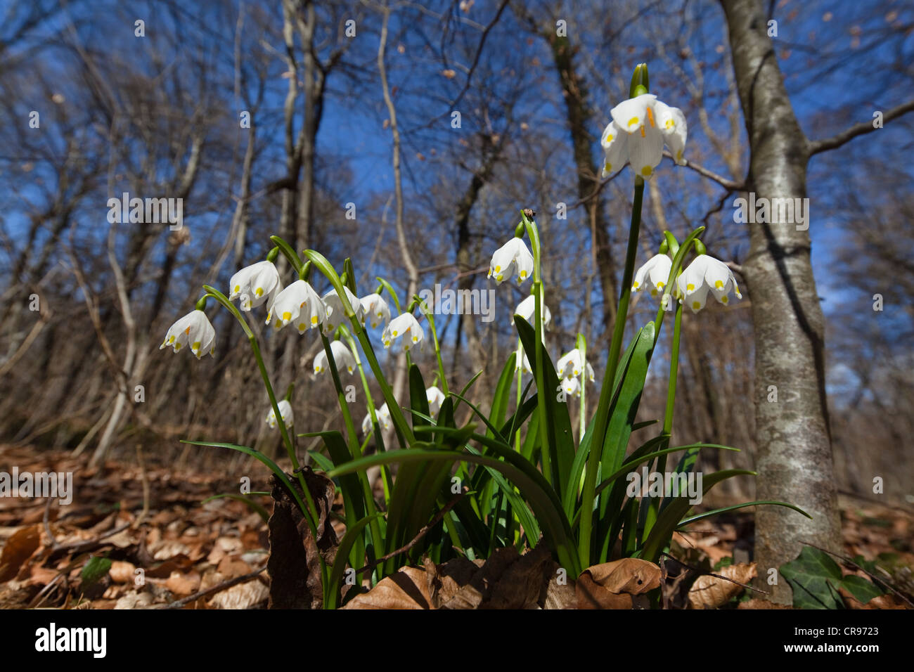 Fiocchi di neve di primavera (Leucojum vernum), in un bosco di latifoglie in primavera, Alta Baviera, Germania, Europa Foto Stock