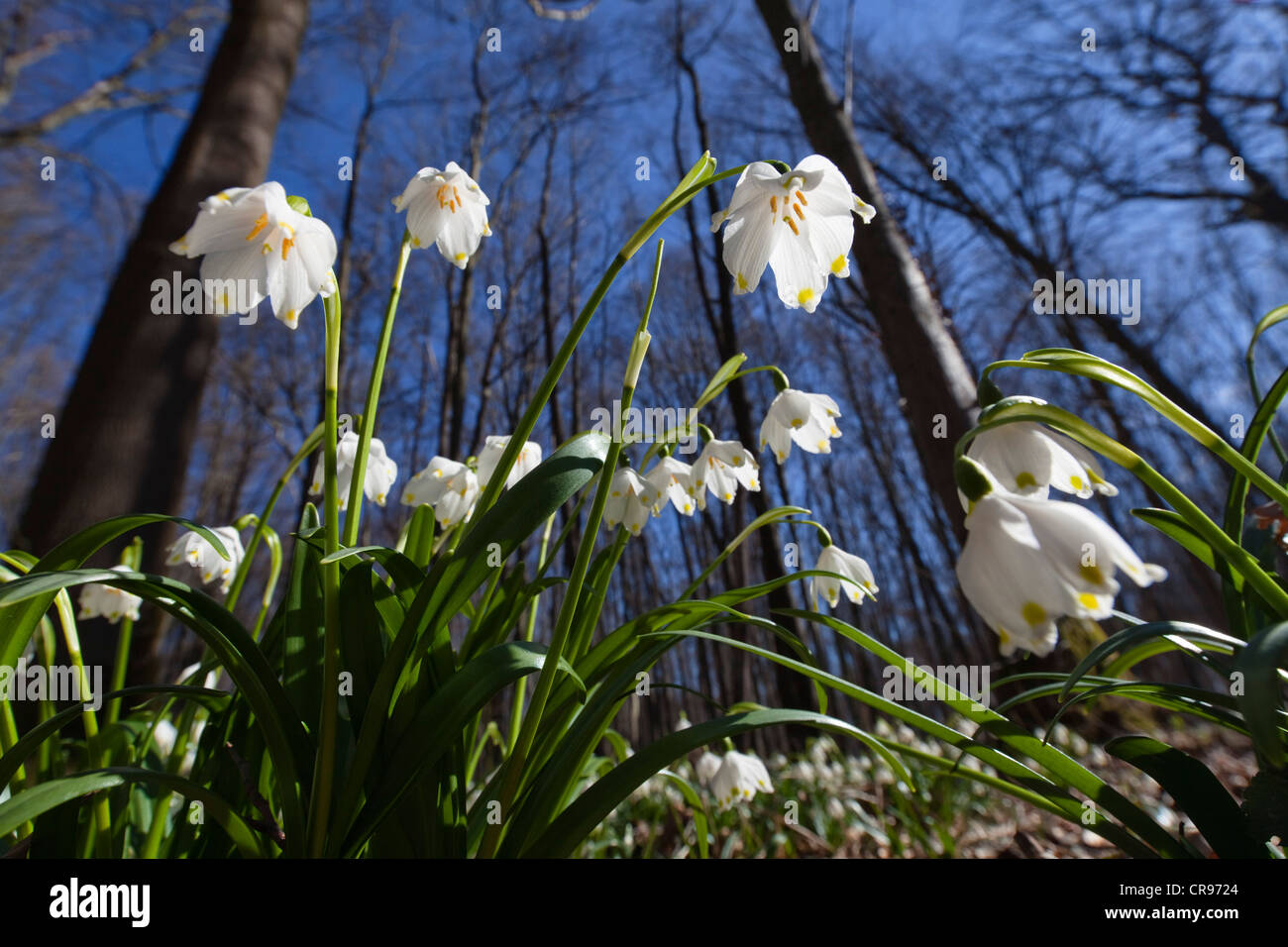 Fiocchi di neve di primavera (Leucojum vernum), in un bosco di latifoglie in primavera, Alta Baviera, Germania, Europa Foto Stock