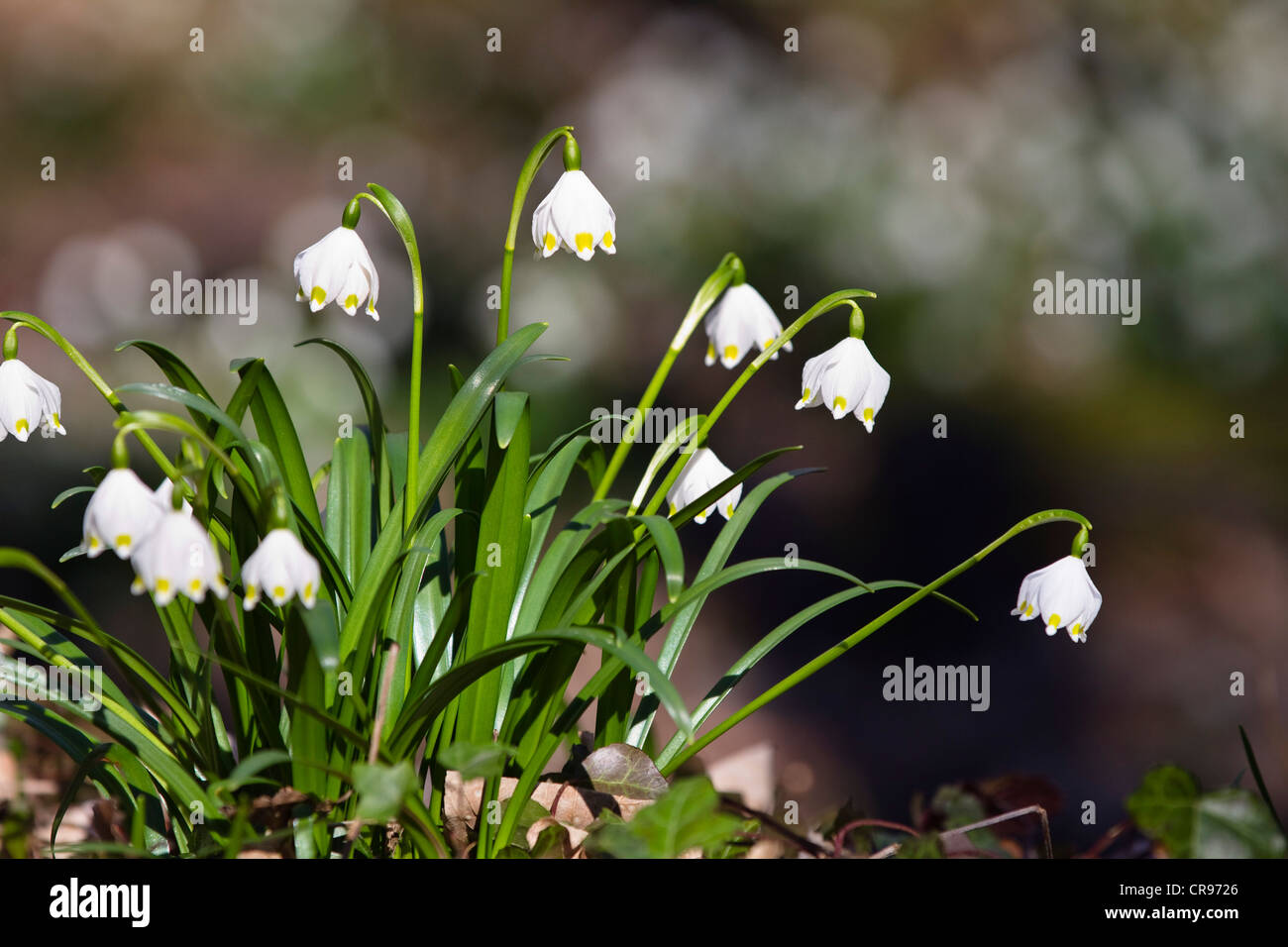 Fiocchi di neve di primavera (Leucojum vernum), Alta Baviera, Baviera, Germania, Europa Foto Stock
