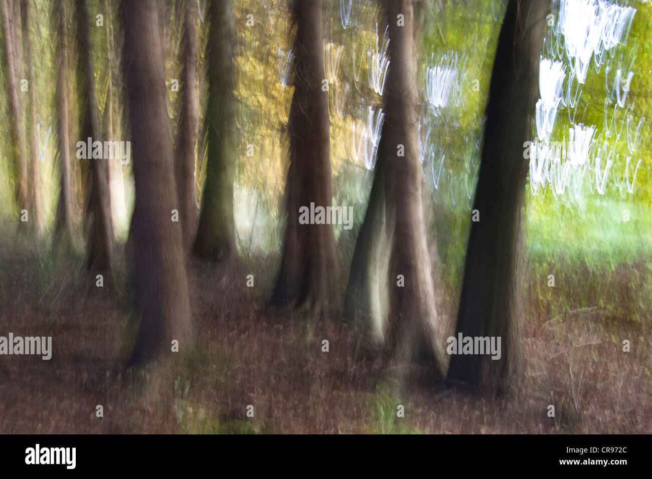 Immagine astratta, bosco di latifoglie, Baviera, Germania, Europa Foto Stock