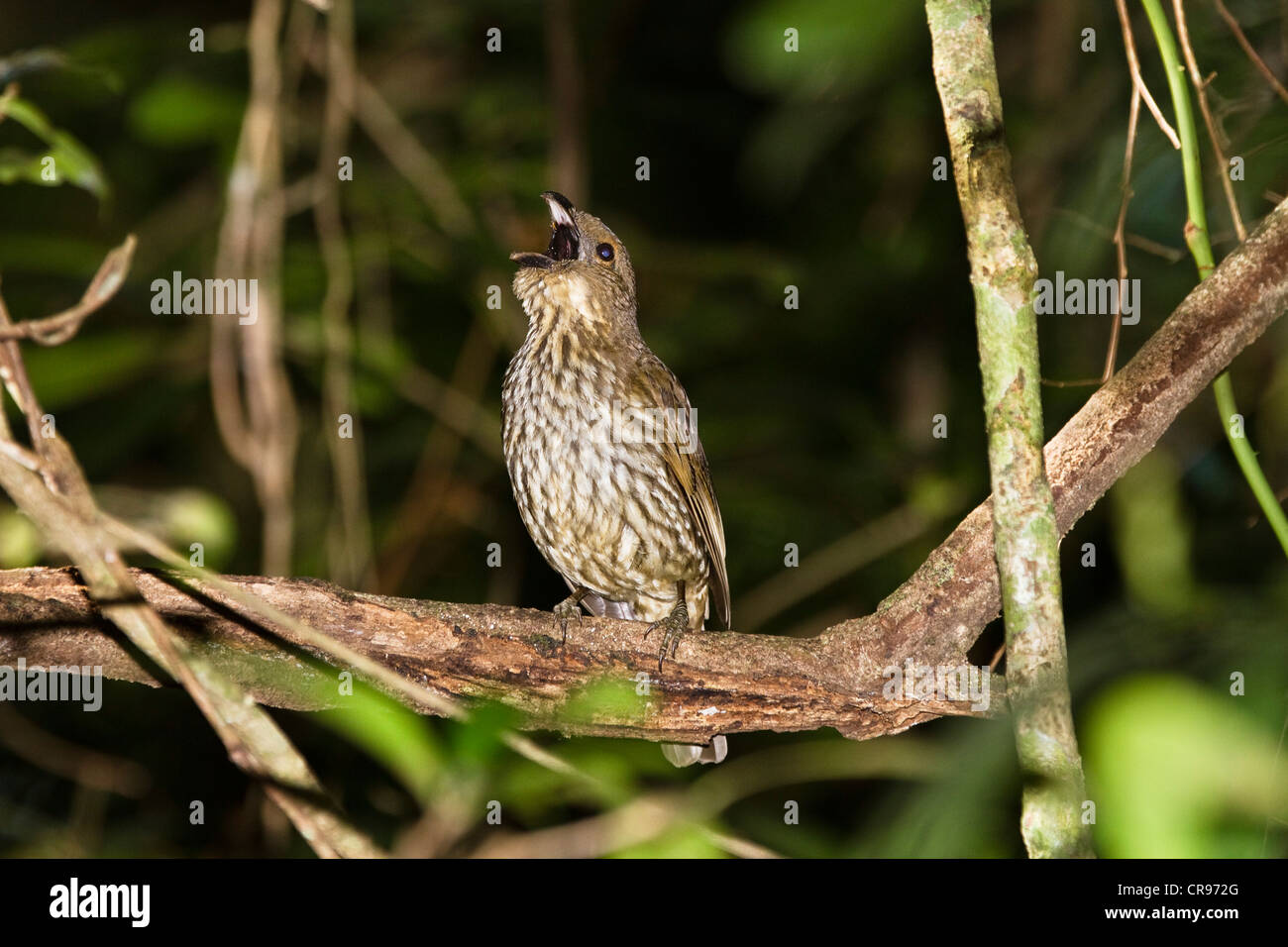 Dente-fatturati Bowerbird (Scenopoeetes dentirostris), cantando, foresta pluviale, altopiano di Atherton, Queensland, Australia Foto Stock