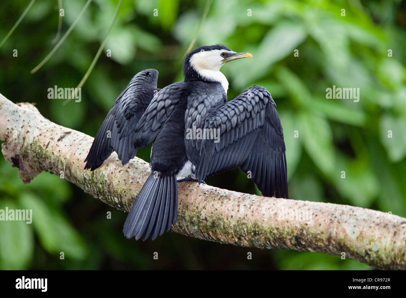 Poco Pied cormorano (Phalacrocorax melanoleucos), Queensland, Australia Foto Stock