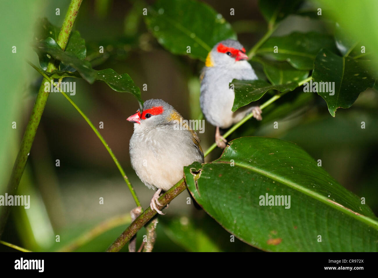 Coppia di Red-browed Finches (Neochmia temporalis), Queensland, Australia Foto Stock