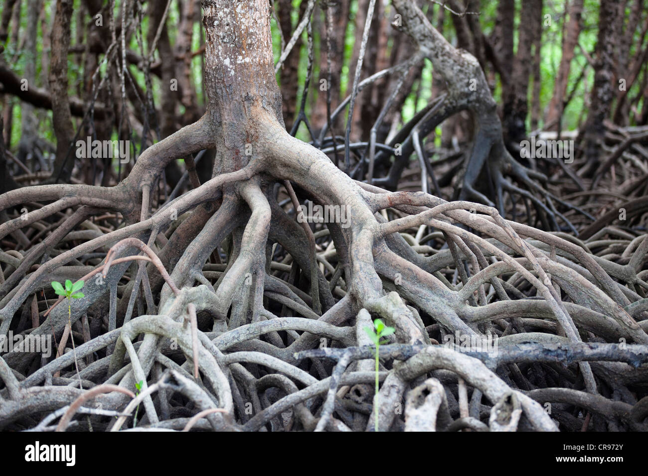Mangrovie su Cape York Peninsula, Queensland del Nord, Australia Foto Stock