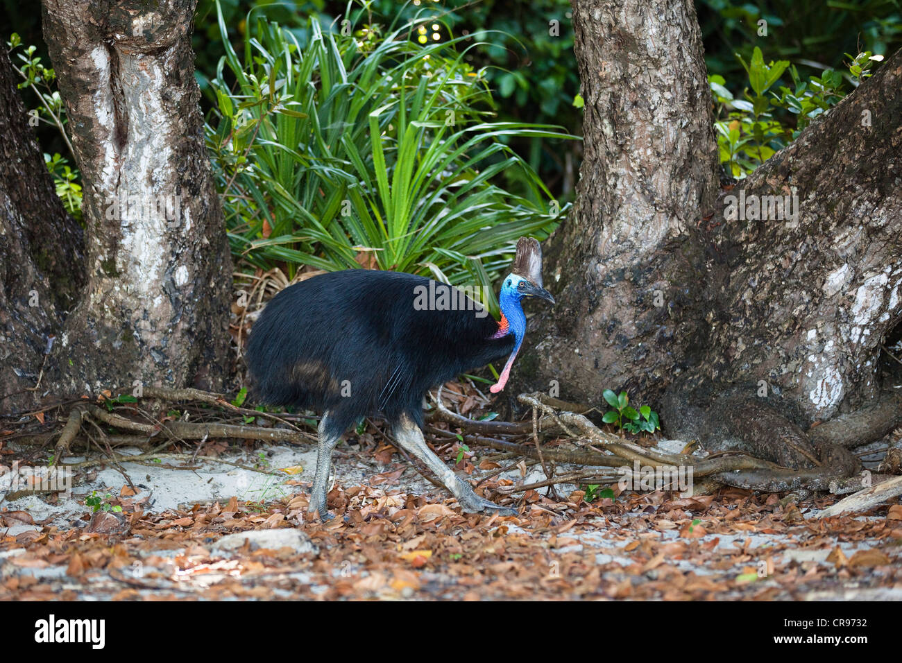 Casuario (Casuarius Casuarius), femmine, foresta pluviale, Moresby gamma, Queensland, Australia Foto Stock