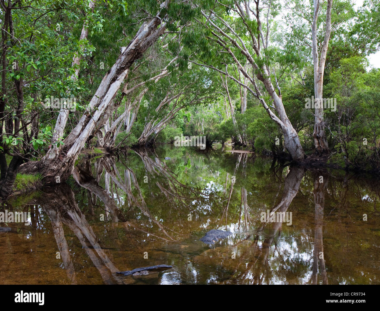 Coen Fiume con alberi di Paperbark (Melaleuca sp.), Cape York Peninsula, Queensland del Nord, Australia Foto Stock