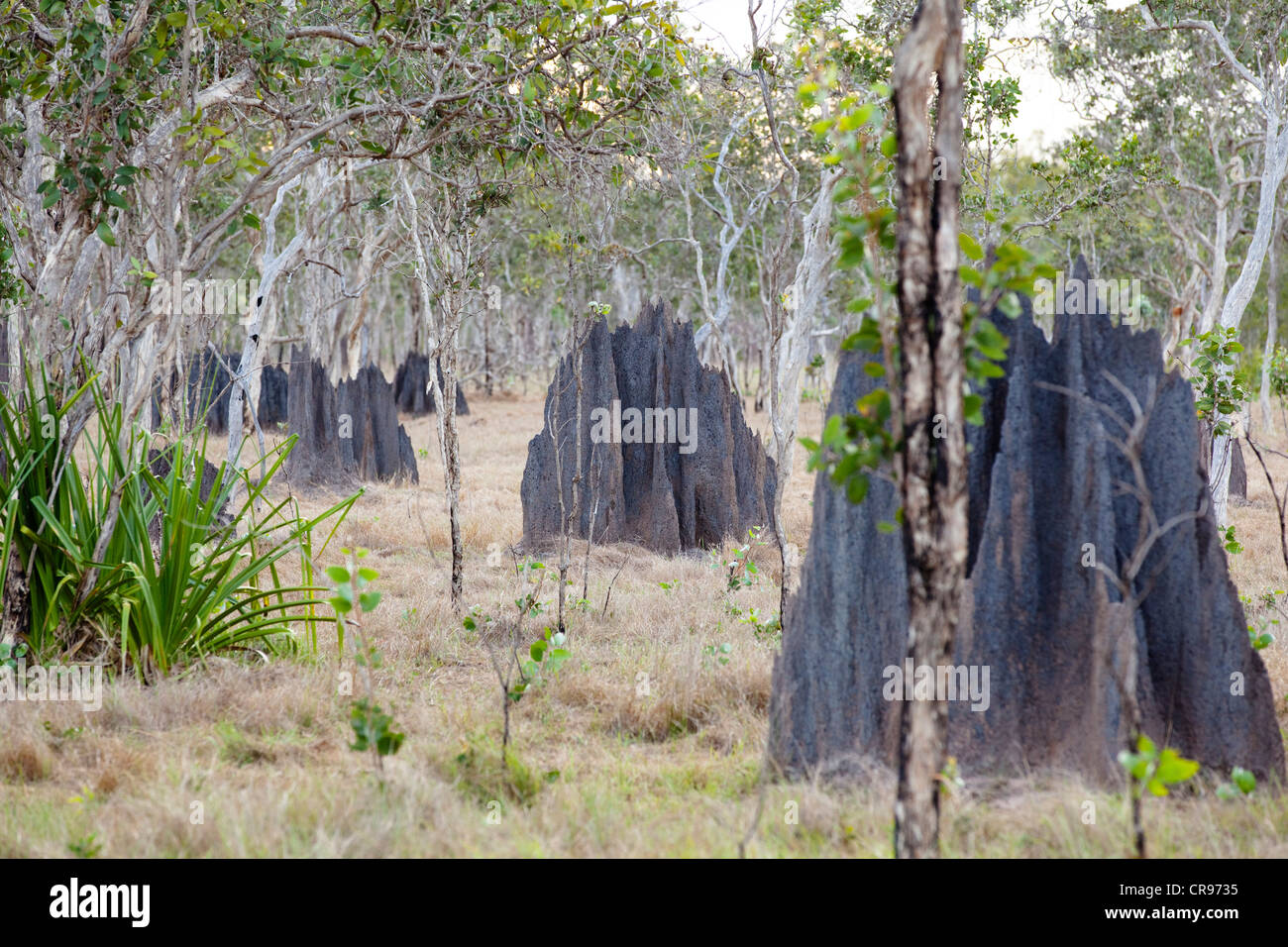 Termite magnetico tumuli (Amitermes laurensis), Cape York Peninsula, Queensland del Nord, Australia Foto Stock