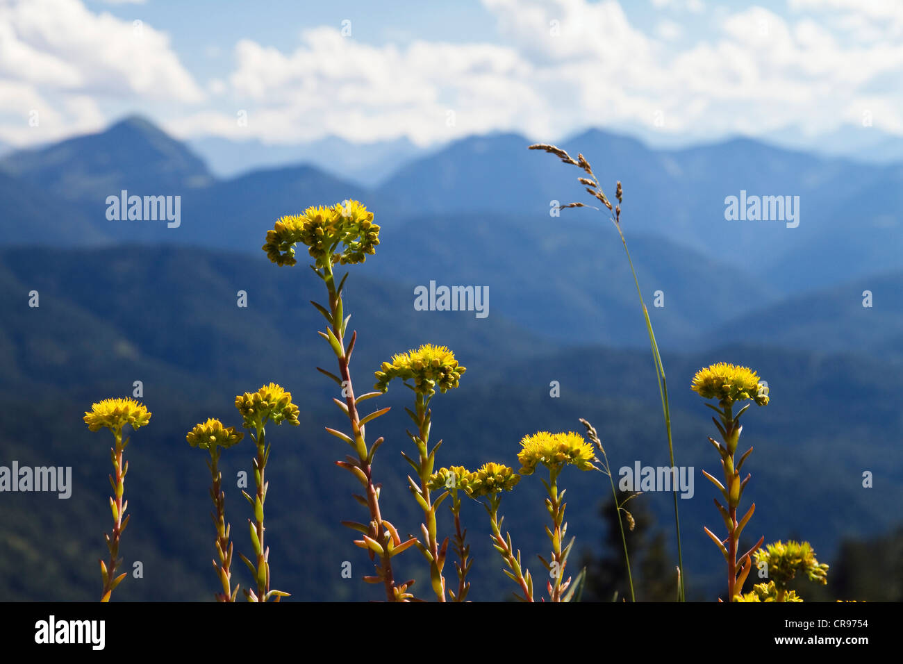 Giallo fiori alpini, Stonecrop (Sedum sp.), Alpi Alta Baviera, Baviera, Germania, Europa Foto Stock