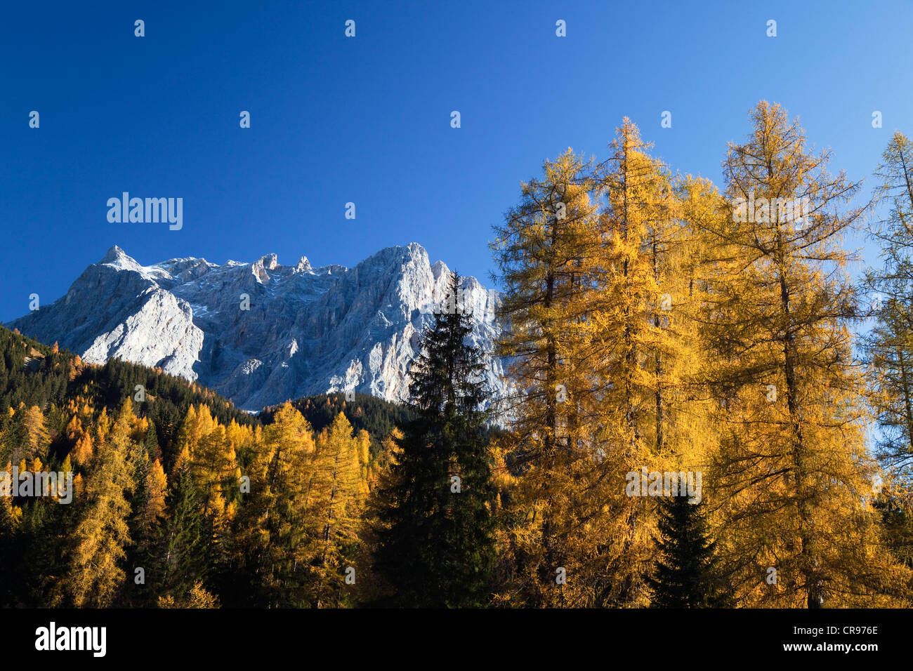 Unione Larice (Larix decidua), albero dell'anno 2012, gamma Wetterstein e i picchi Wetterspitzen, Alpi Austria, Europa Foto Stock