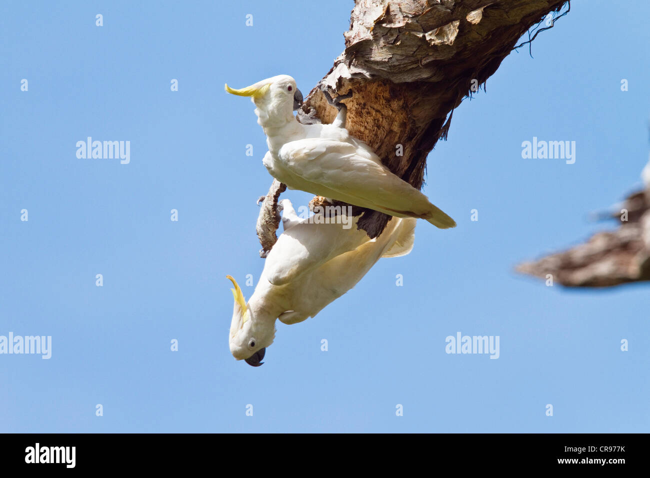 Zolfo-crested Cacatua (Cacatua galerita), foresta pluviale, Gamma di ferro il Parco Nazionale di Cape York Peninsula, Queensland del nord Foto Stock