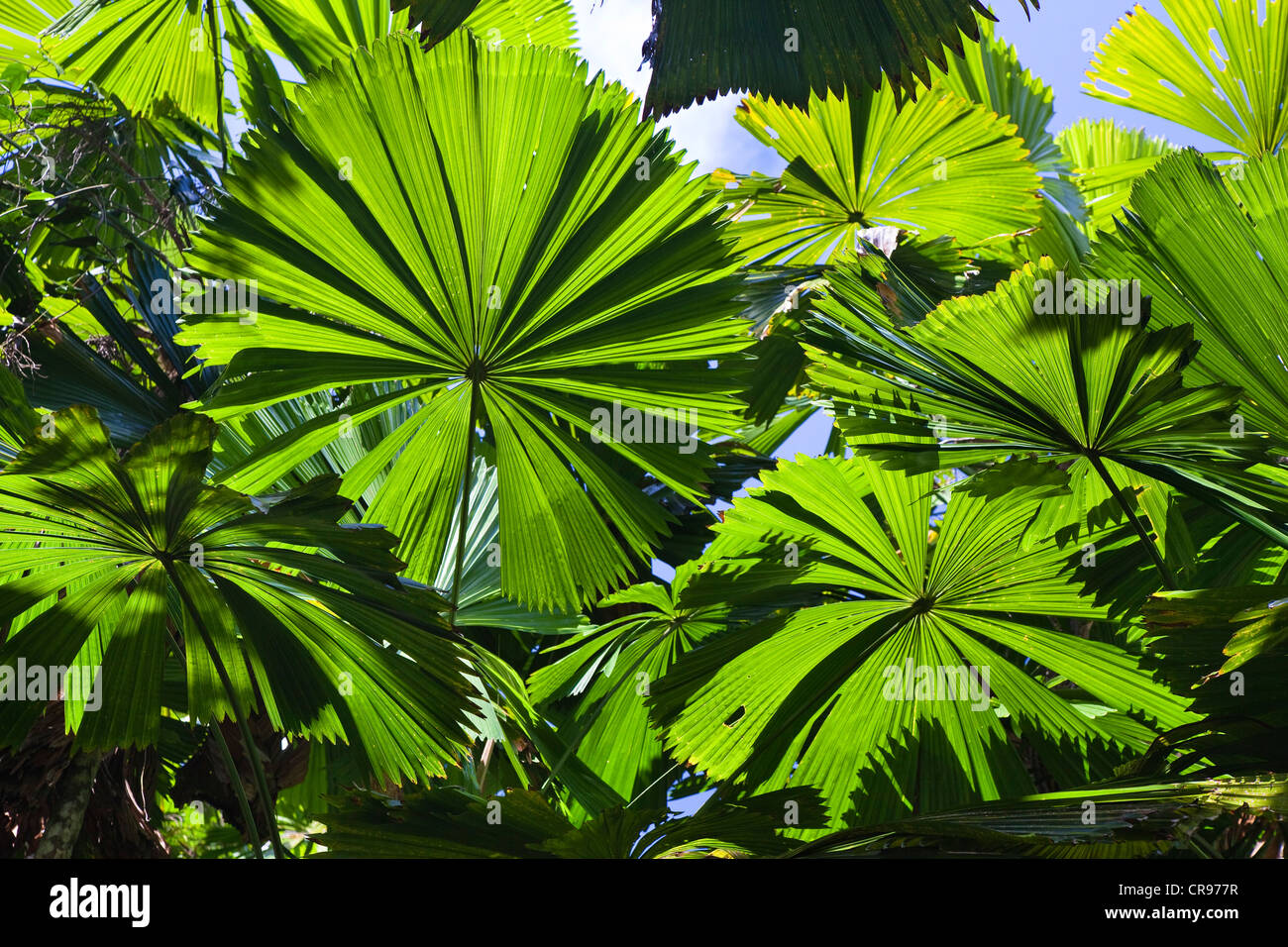Ventola australiano Palms (Licuala ramsayi) nella foresta pluviale, Mission Beach, il Queensland del Nord, Australia Foto Stock