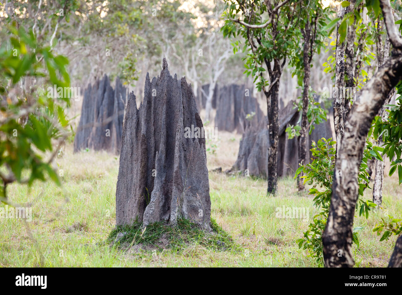Termite magnetico tumuli (Amitermes laurensis), Cape York Peninsula, Queensland del Nord, Australia Foto Stock