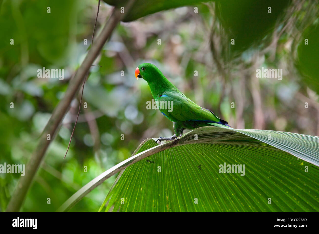 Eclectus Parrot (Eclectus roratus), maschio, foresta pluviale, Cape York Peninsula, Queensland del Nord, Australia Foto Stock