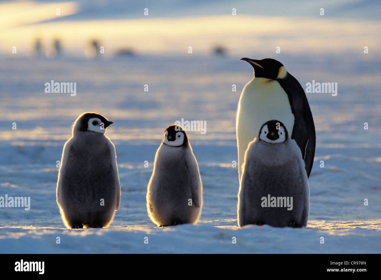 Pinguino imperatore (Aptenodytes forsteri) con pulcini su ghiaccio ripiano, Mare di Weddell, Antartide Foto Stock