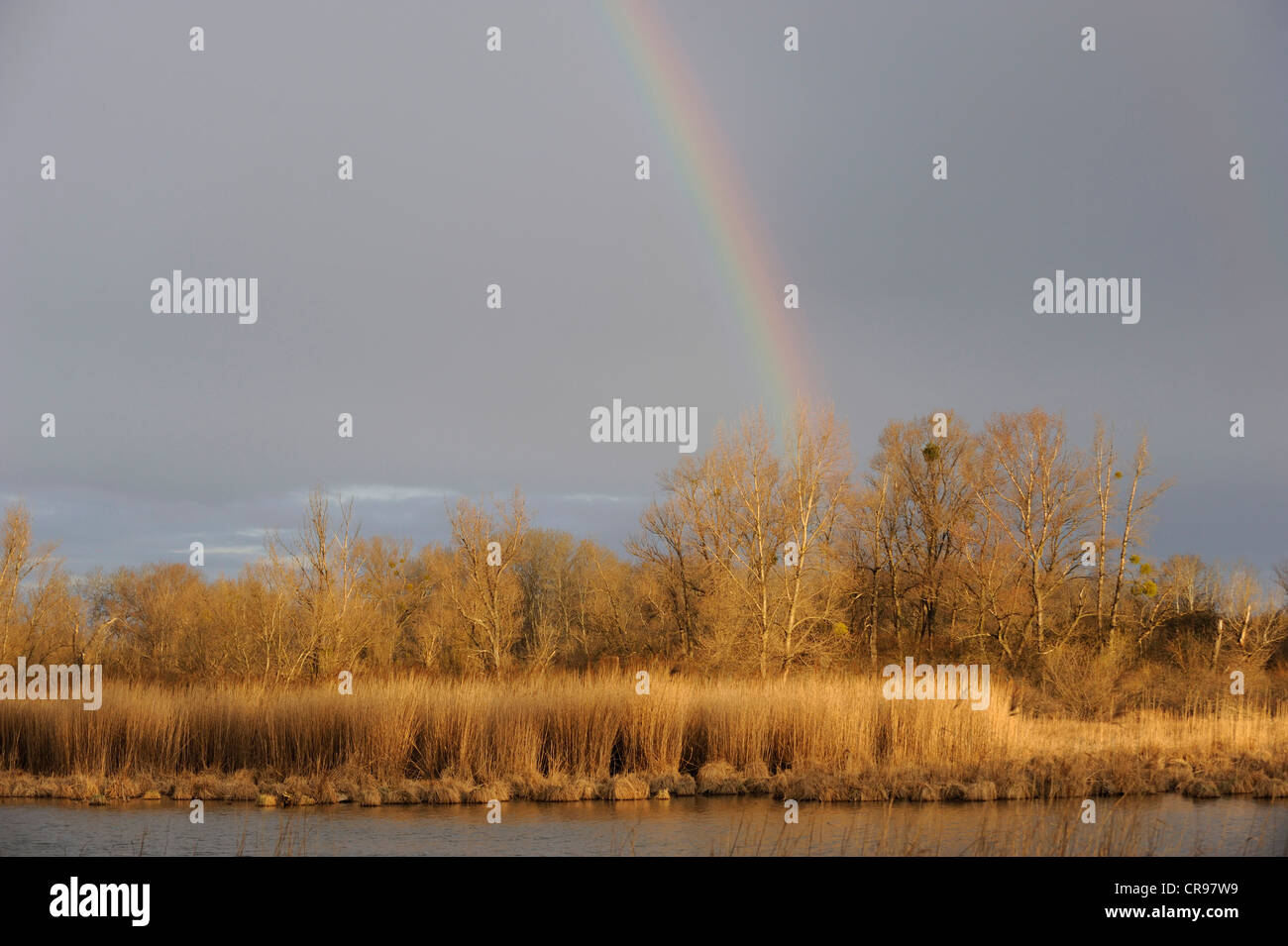 Rainbow, zone umide del Danubio, Donau Auen National Park, Austria Inferiore, Austria, Europa Foto Stock