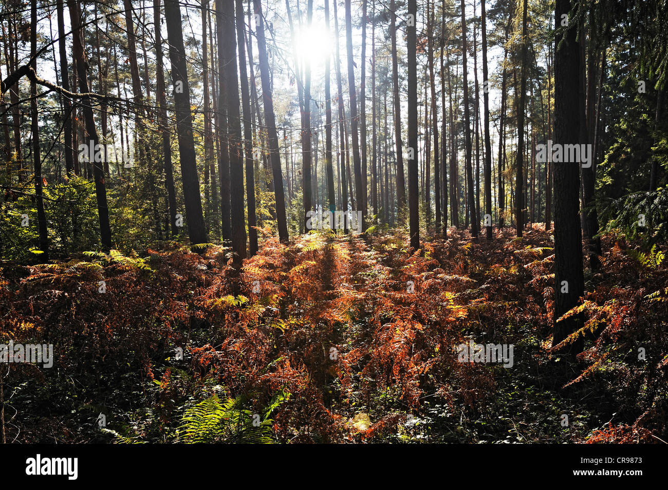 Sole nella foresta di felci, Mettlach, Saarland, Germania, Europa Foto Stock