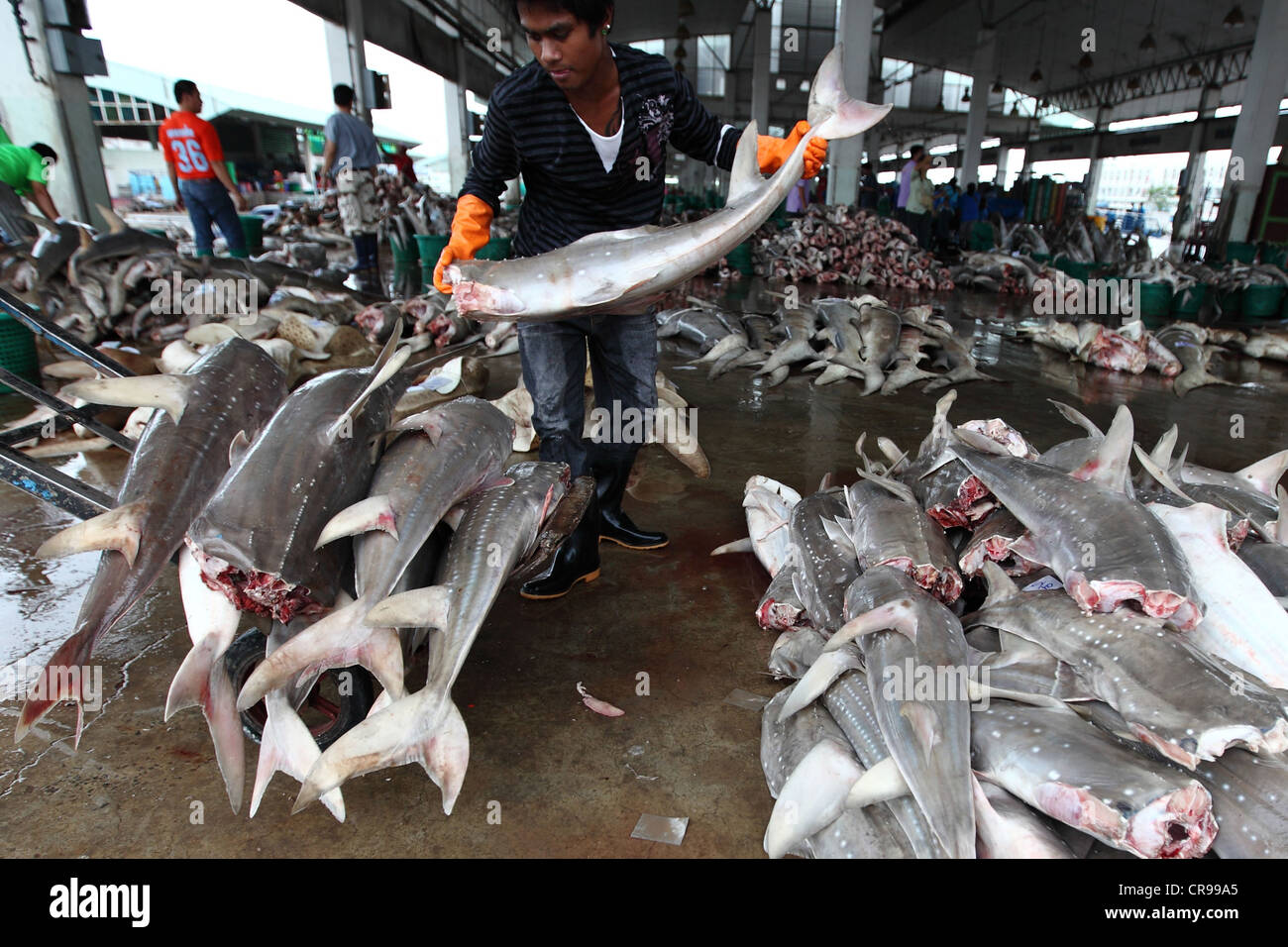 Gli squali chitarra vengono impilati sul pavimento di un mercato di pesce in Samut Sakhon, Thailandia prima di un'asta. Foto Stock