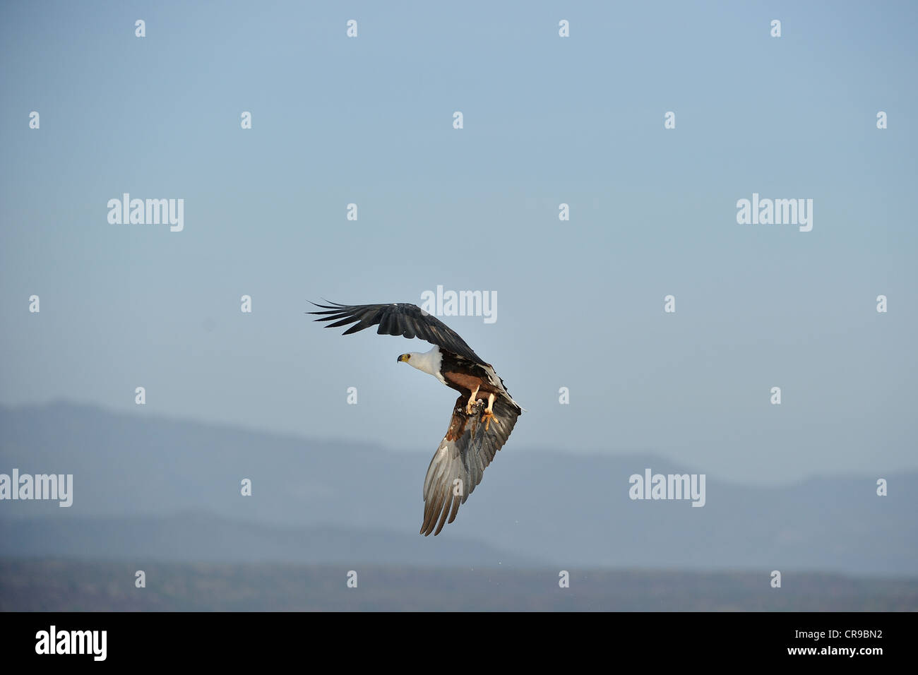 Fish-Eagle africana - African Sea-Eagle (Haliaeetus vocifer) aver catturato un pesce con i suoi artigli Lake Baringo Foto Stock