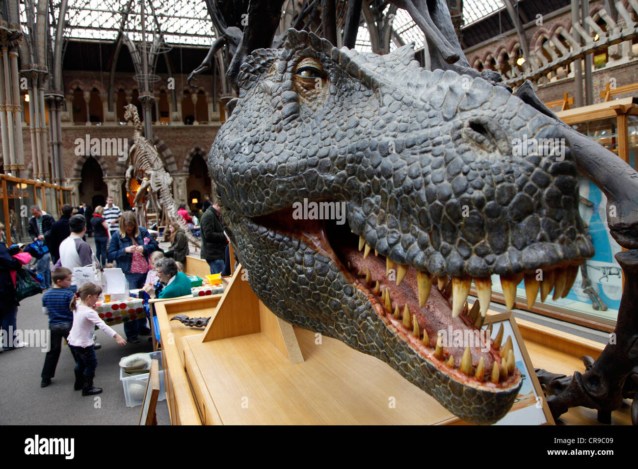 Oxford University Museo di Storia Naturale, il Museo di Storia Naturale dell'Università di Oxford. Oxford, Oxfordshire, Regno Unito, Europa Foto Stock