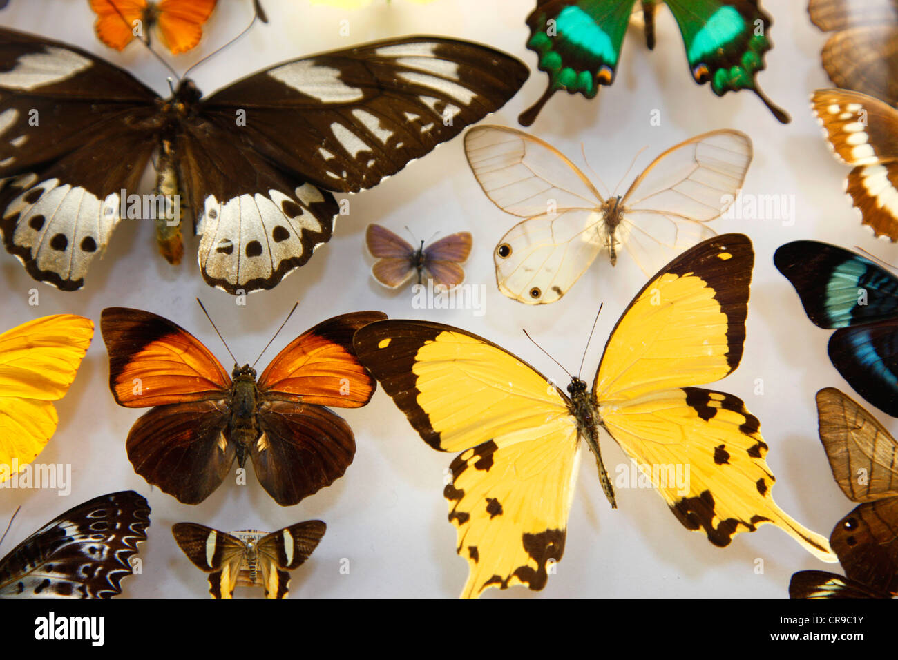 Collezione di insetti, falene, Farfalle, Coleotteri provenienti da