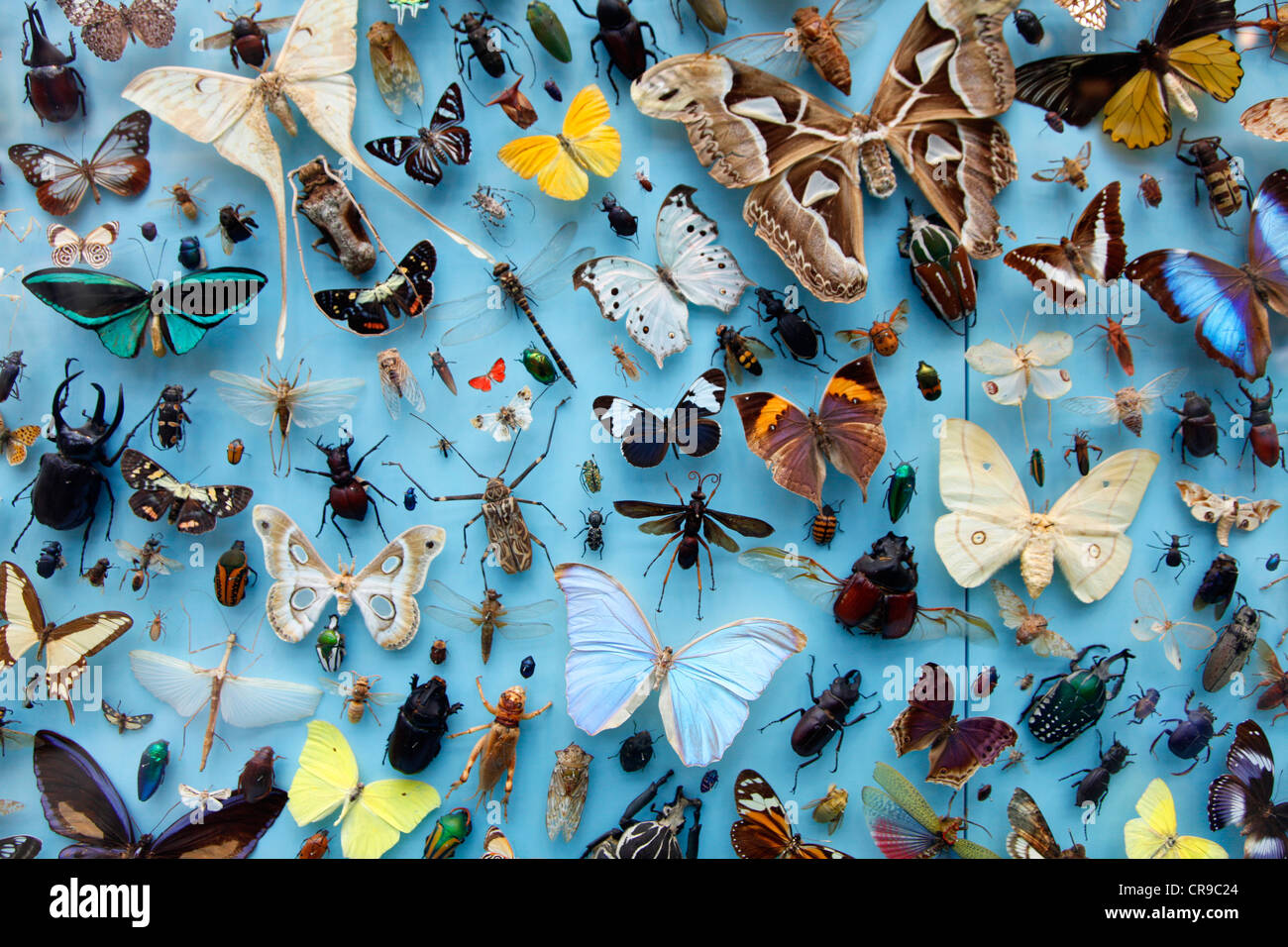 Collezione di insetti, falene, Farfalle, Coleotteri provenienti da tutto il mondo, l'Università Museo di Storia Naturale, Oxford Foto Stock