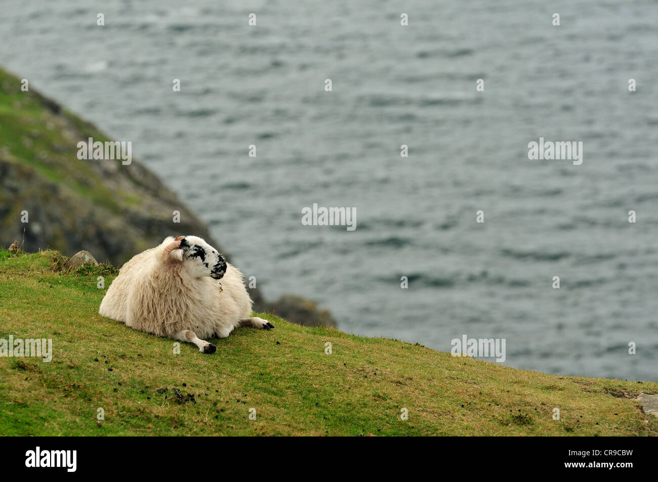 Pecore sul Slieve League, rupi più alte in Europa, Bunglass Point, County Donegal, Repubblica di Irlanda, Europa Foto Stock