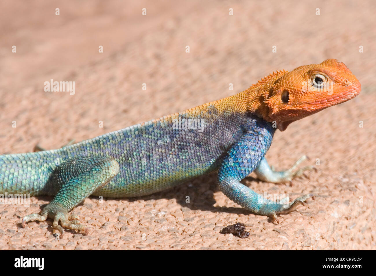 East African Rainbow Lizard Foto Stock