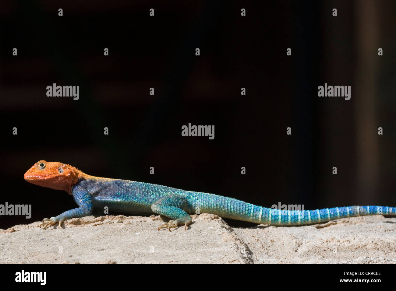 East African Rainbow lizard Foto Stock