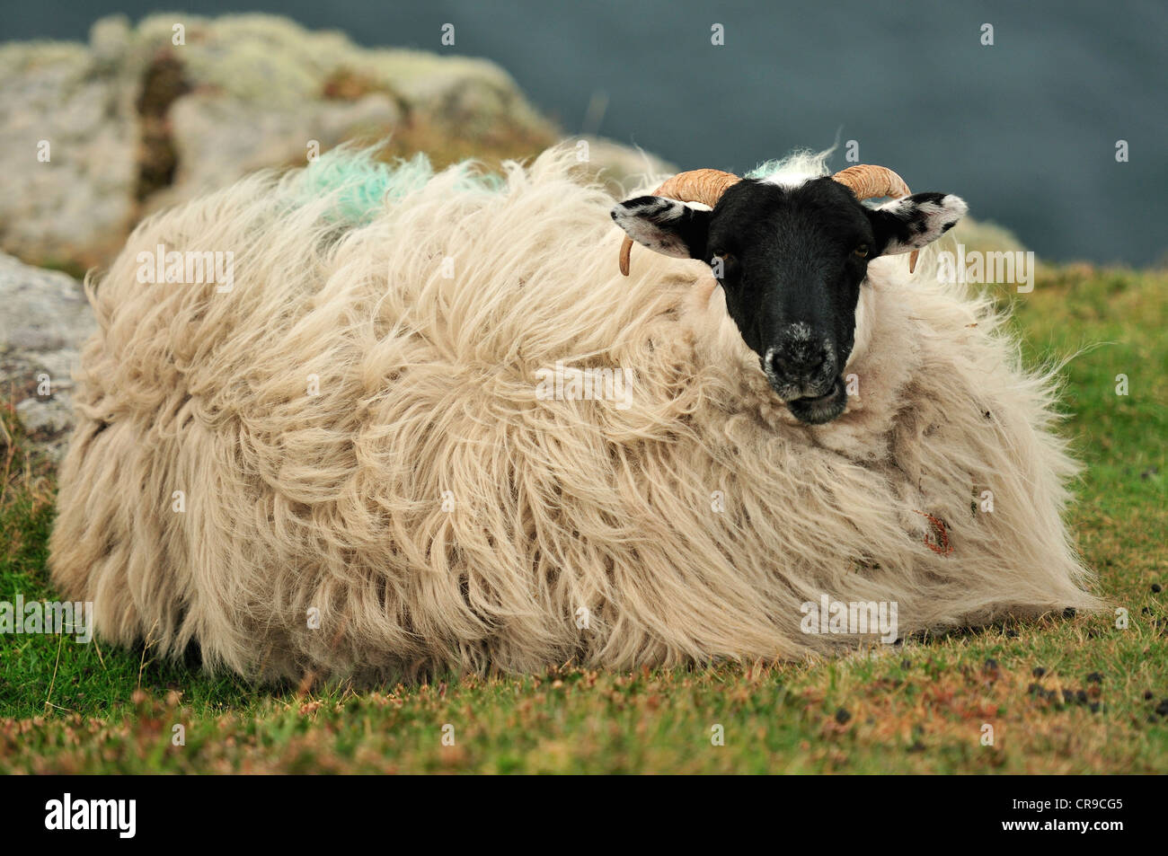 Pecore sul Slieve League, rupi più alte in Europa, Bunglass Point, County Donegal, Repubblica di Irlanda, Europa Foto Stock