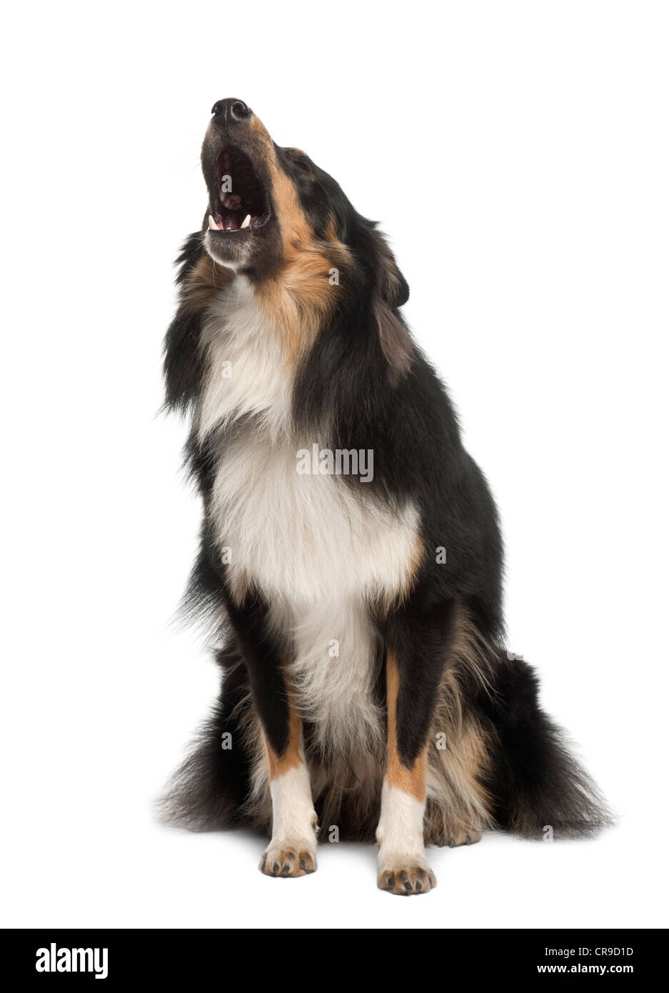 Sheepdog Shetland, 1 anno di età, abbaiare contro uno sfondo bianco Foto Stock