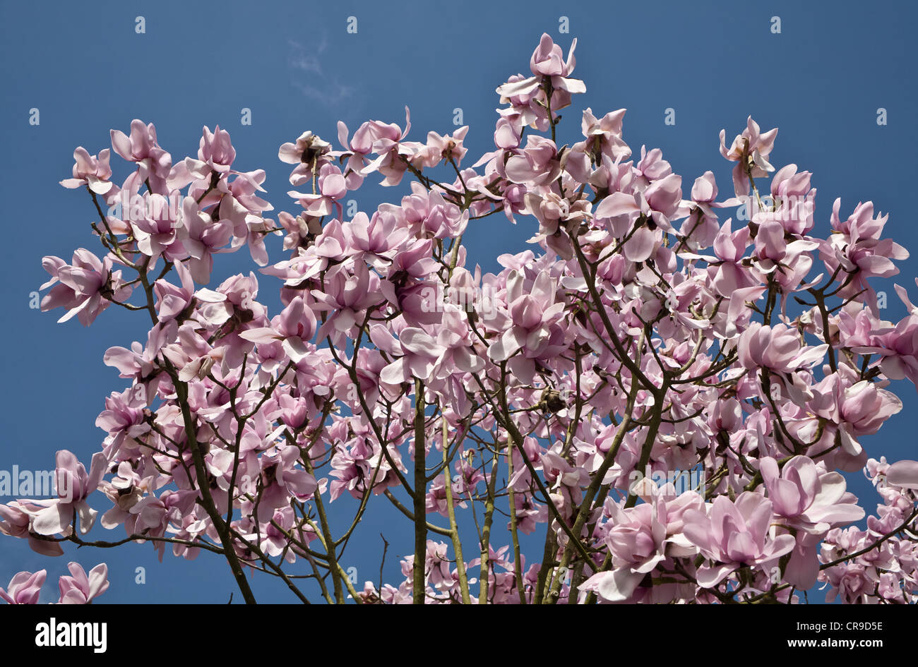 Rosa magnolia fiorisce contro un cielo blu Foto Stock