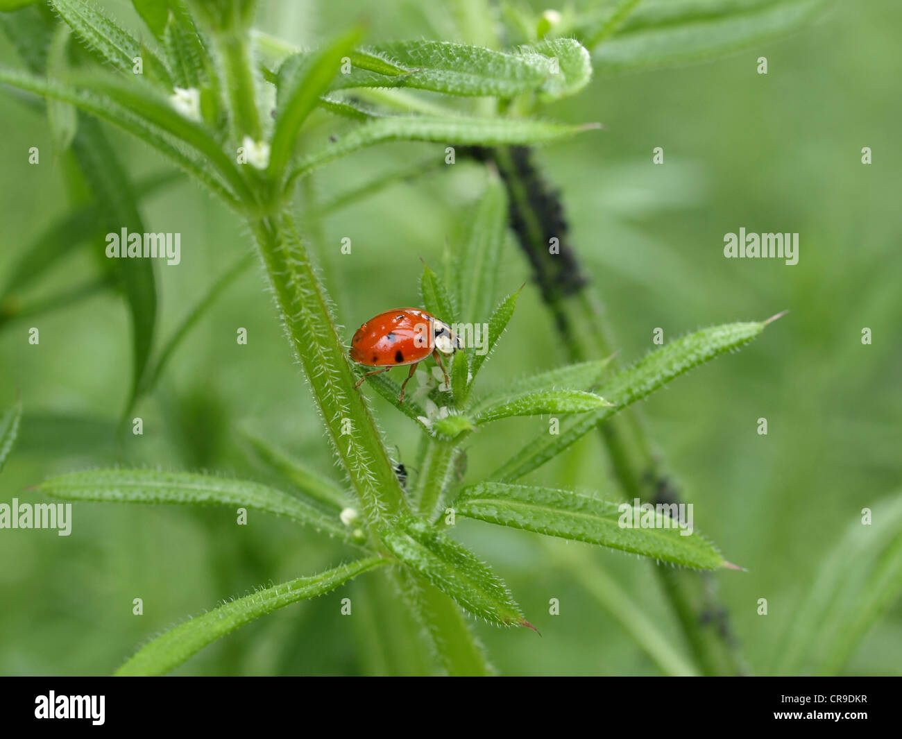 Ladybird beetle, ladybug / Coccinellidae / Marienkäfer Foto Stock