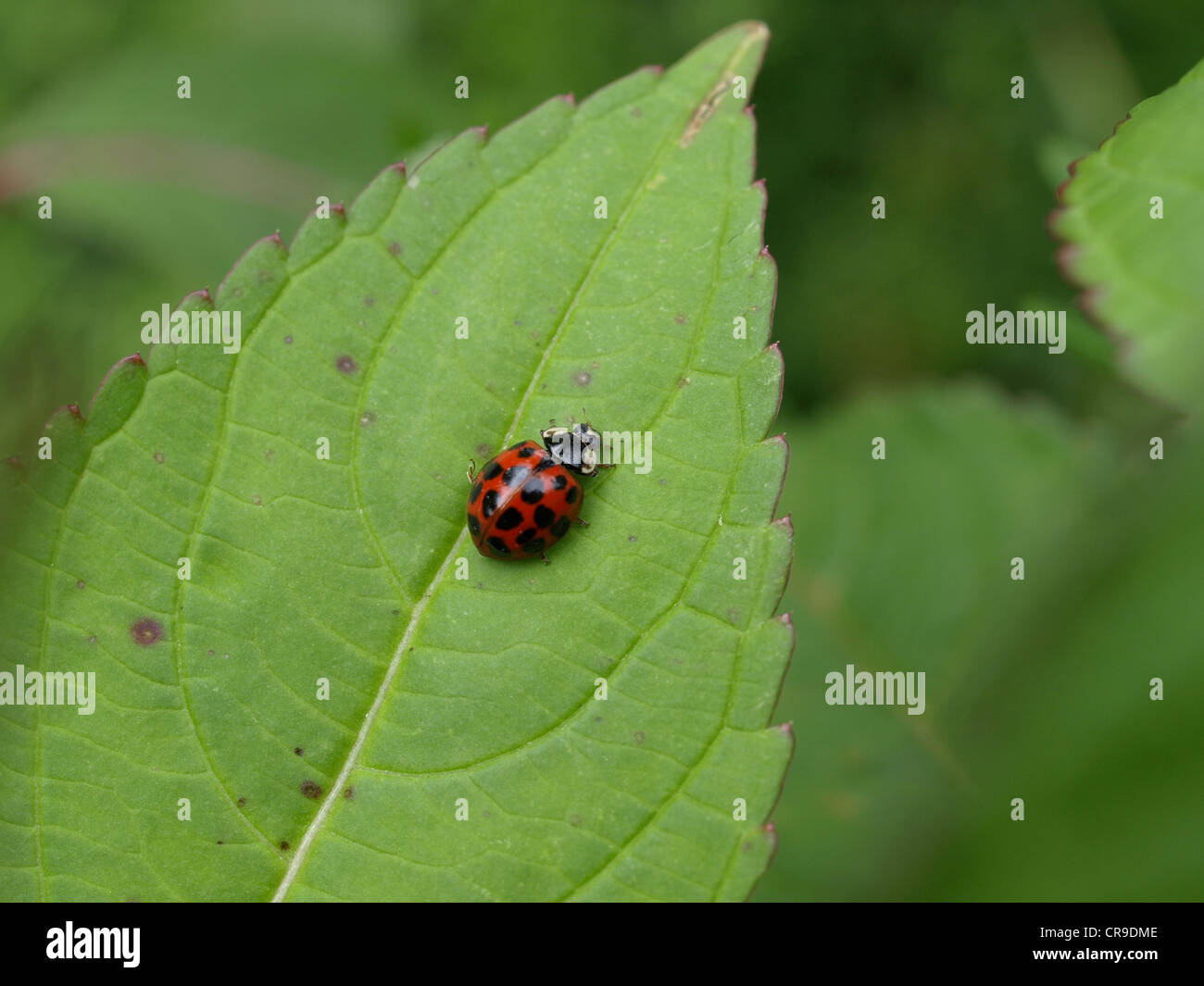 Ladybird beetle, ladybug / Coccinellidae / Marienkäfer Foto Stock