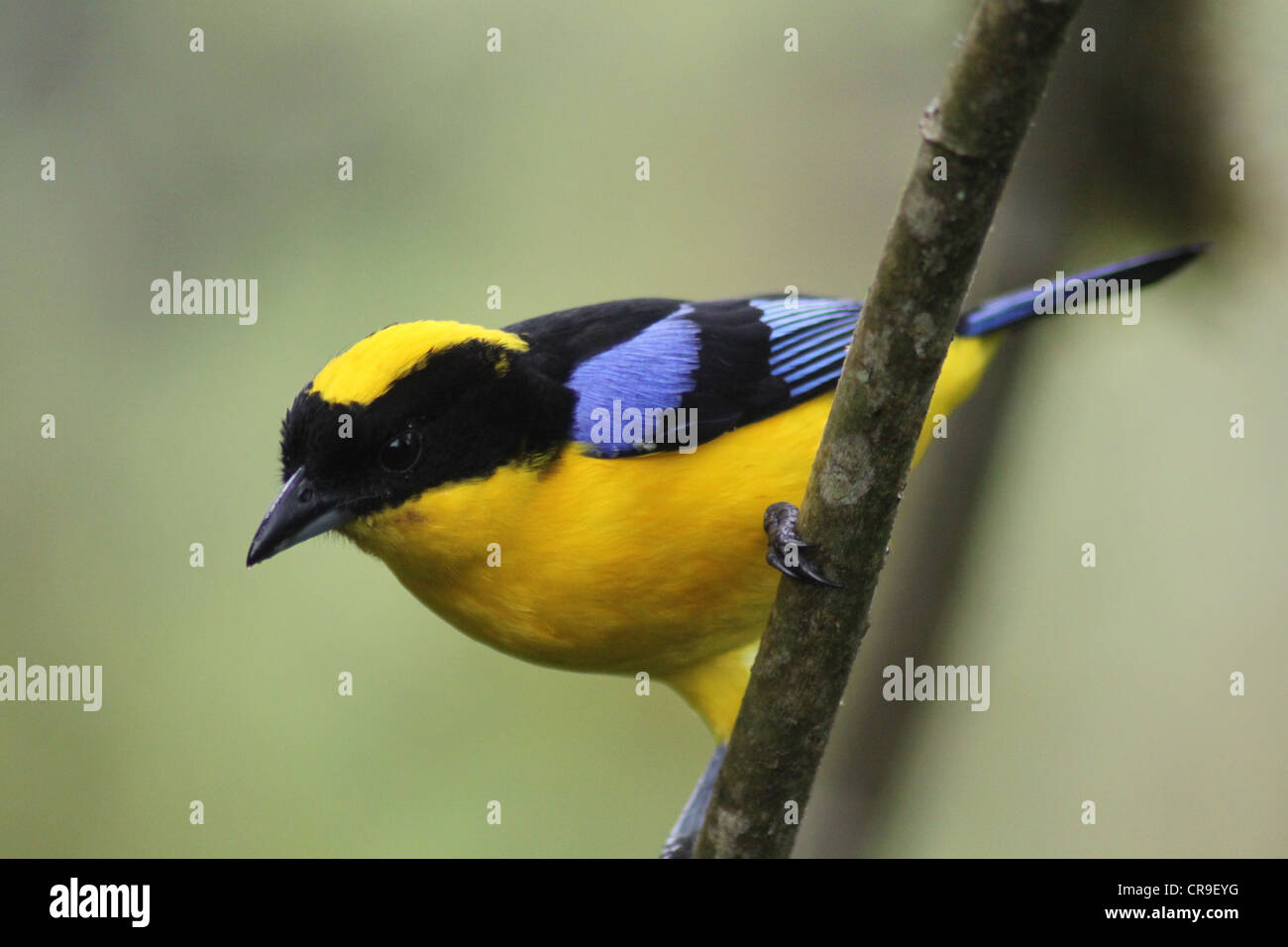 Close-up di blu e giallo tanager uccello sul ramo Foto Stock