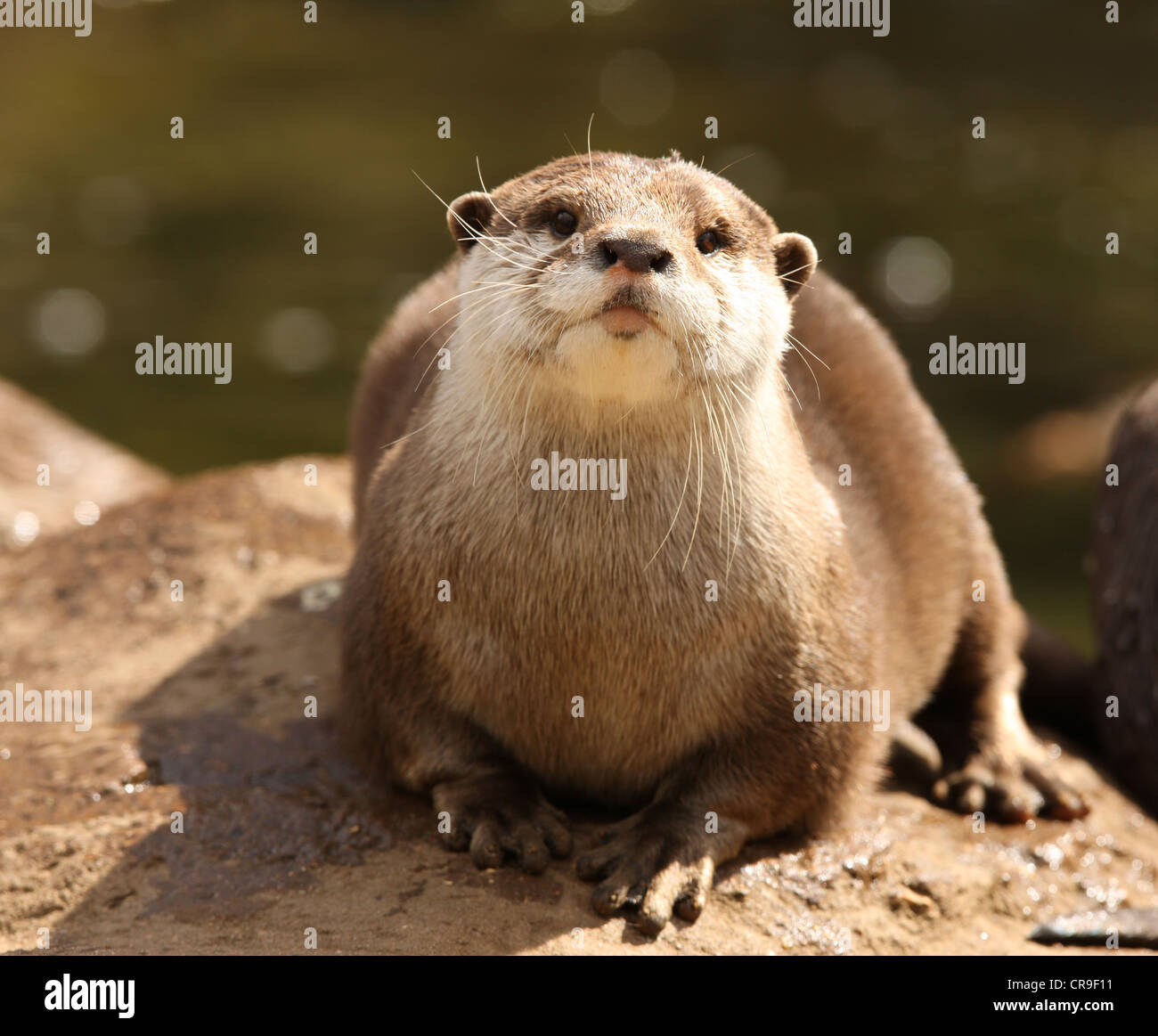 Ritratto di un Oriental Short-Clawed Otter Foto Stock