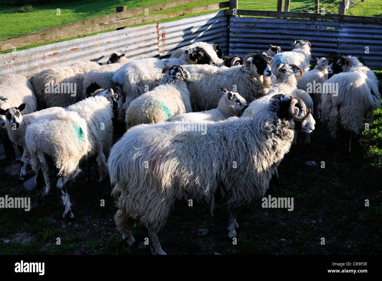 Pecore Swaledale corralled prima di cambiare i campi, Dentdale, Cumbria, Inghilterra Foto Stock